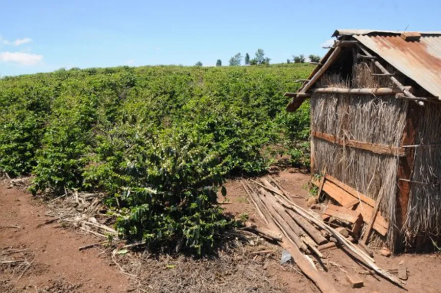 Café tipo mineiro nas alturas de Terra Nova