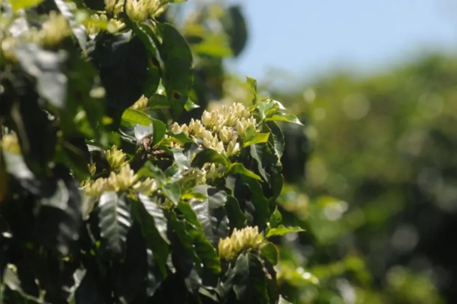 Café tipo mineiro nas alturas de Terra Nova