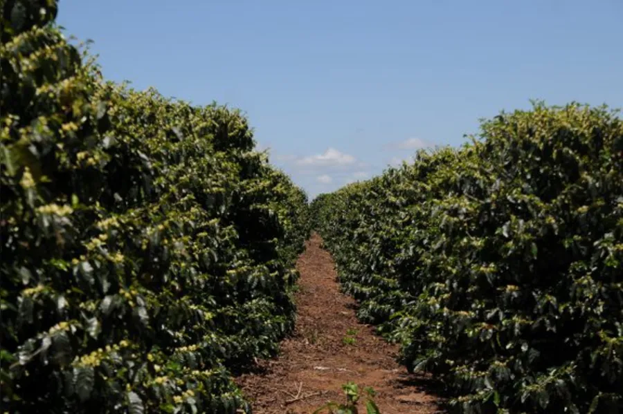 Café tipo mineiro nas alturas de Terra Nova