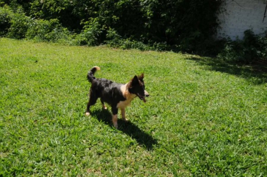 Com quem deixar o bicho de estimação?