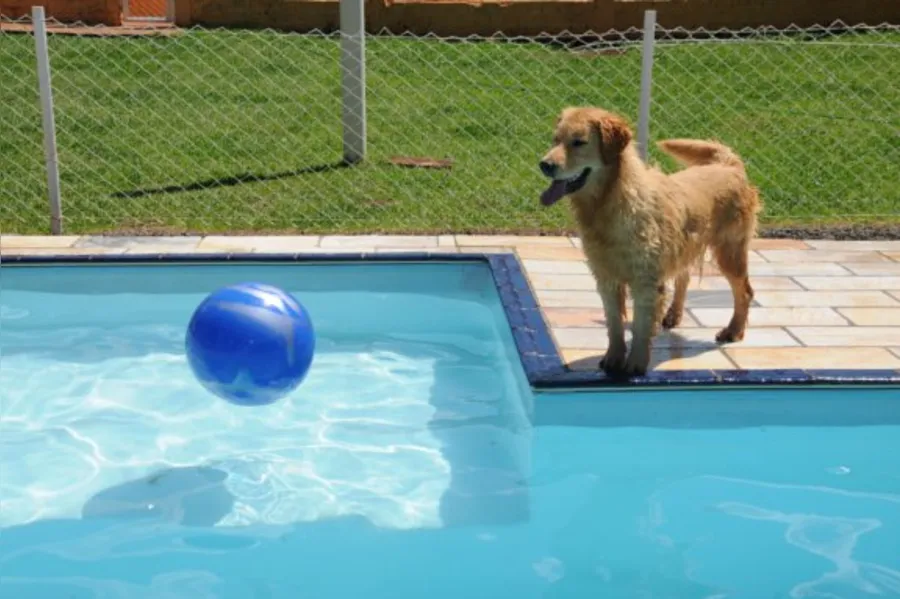 Com quem deixar o bicho de estimação?
