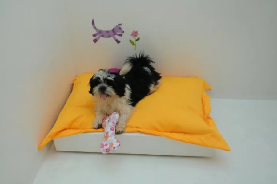 Com quem deixar o bicho de estimação?