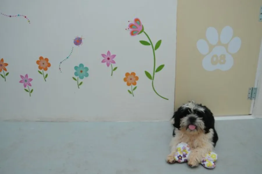 Com quem deixar o bicho de estimação?