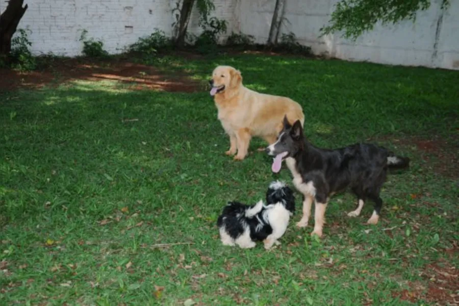 Com quem deixar o bicho de estimação?