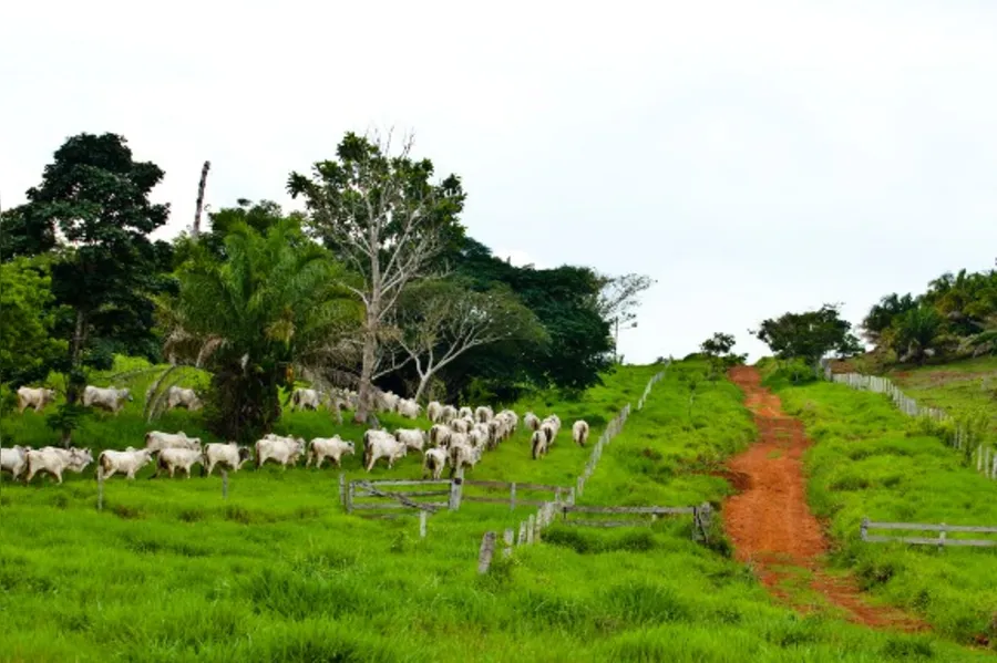 DESBRAVADORES - A Amazônia com sotaque do Paraná