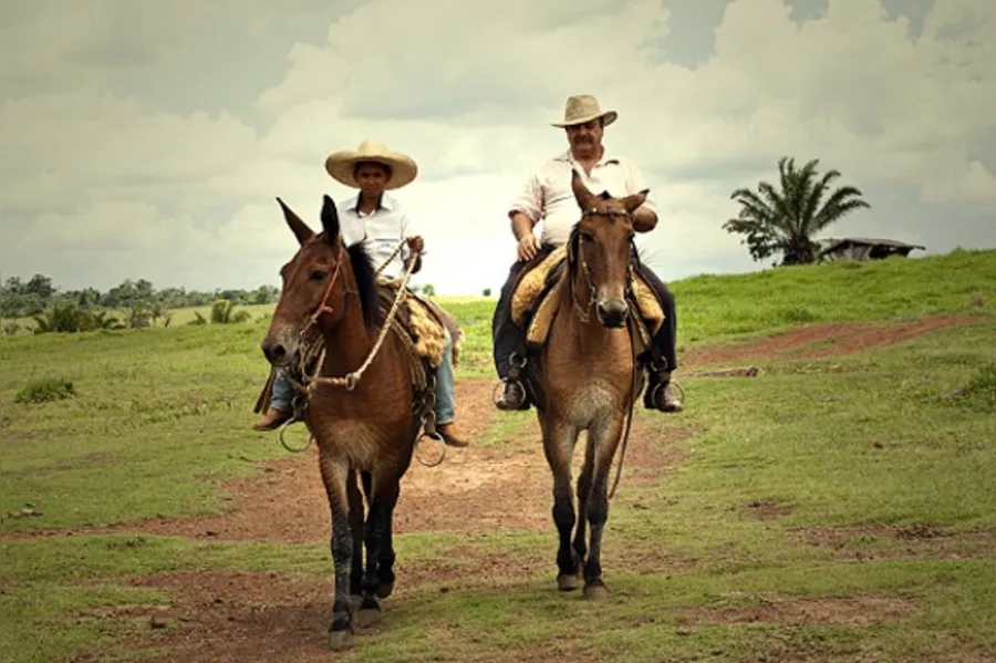 DESBRAVADORES - A Amazônia com sotaque do Paraná