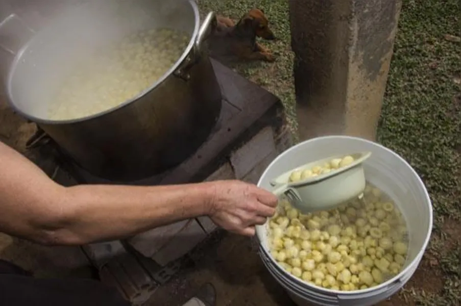 Sai o fumo, entra o cogumelo