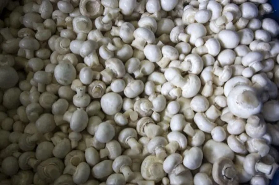 Sai o fumo, entra o cogumelo