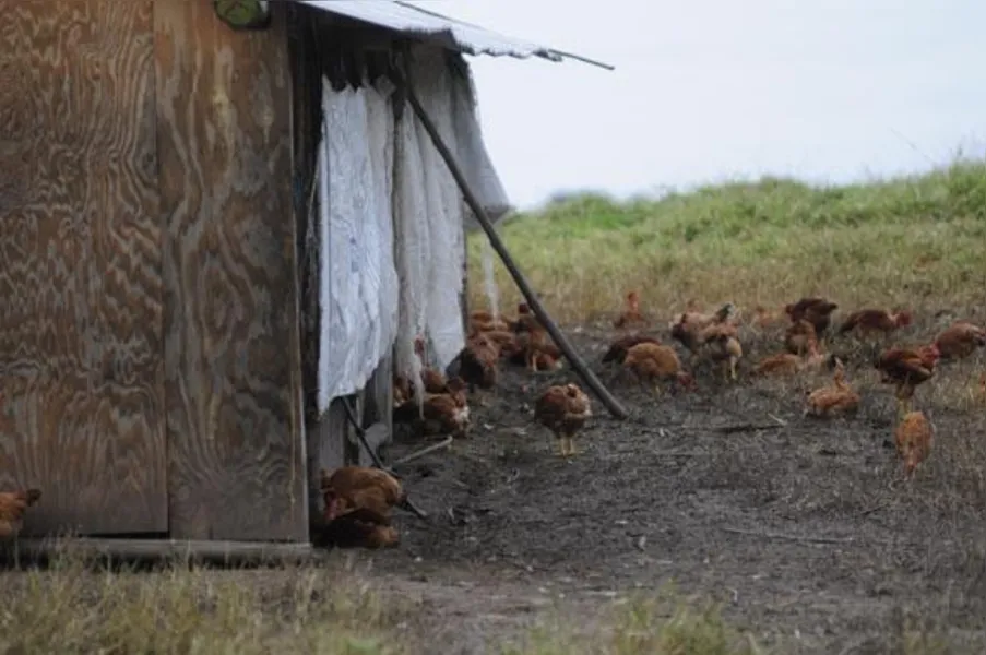 Apostando na produção de frango caipira