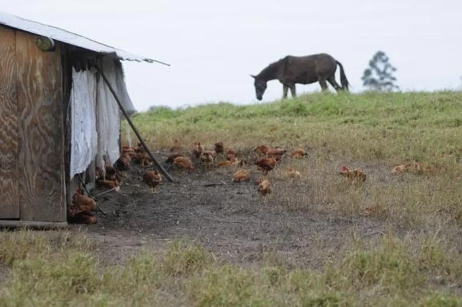 Apostando na produção de frango caipira