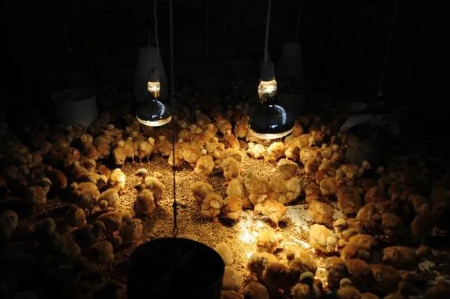 Apostando na produção de frango caipira