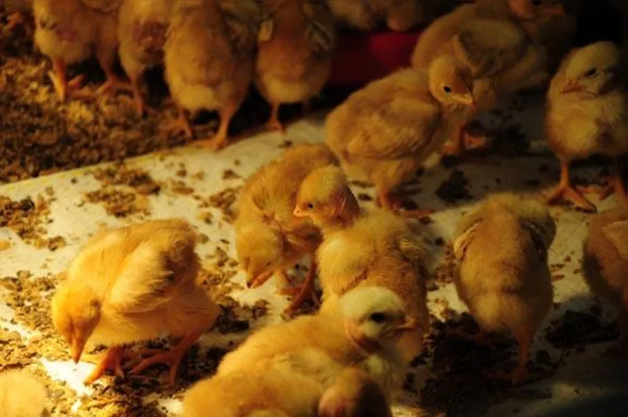 Apostando na produção de frango caipira