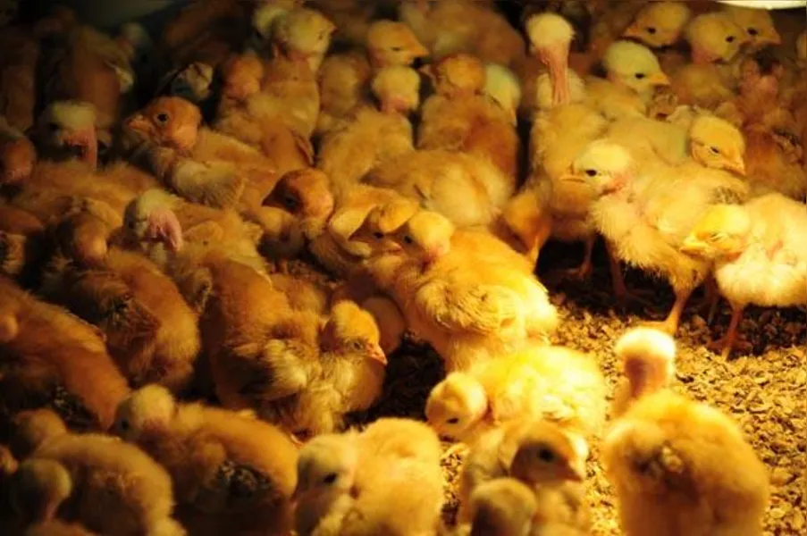 Apostando na produção de frango caipira