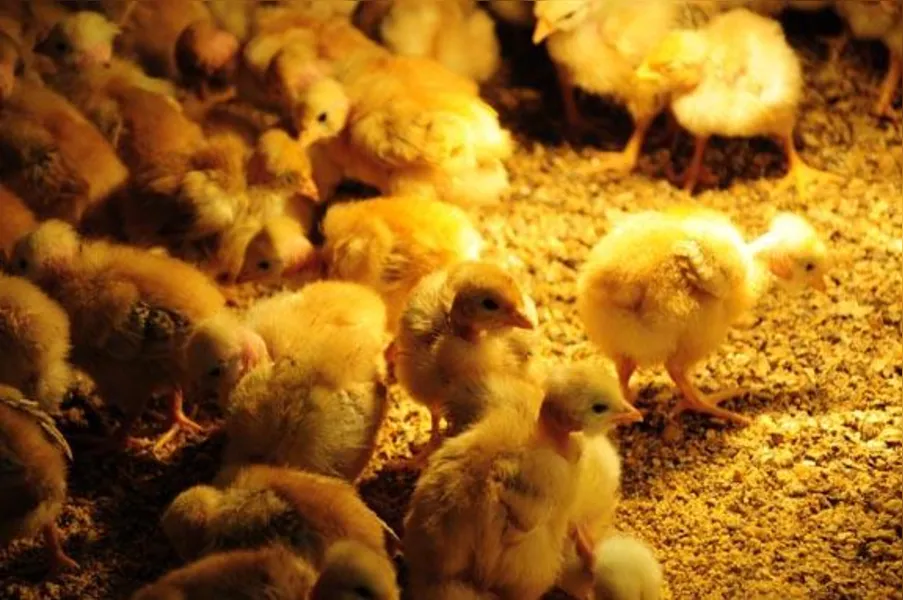 Apostando na produção de frango caipira