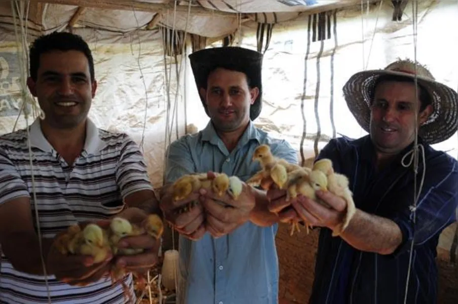 Apostando na produção de frango caipira
