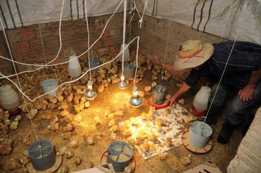 Apostando na produção de frango caipira