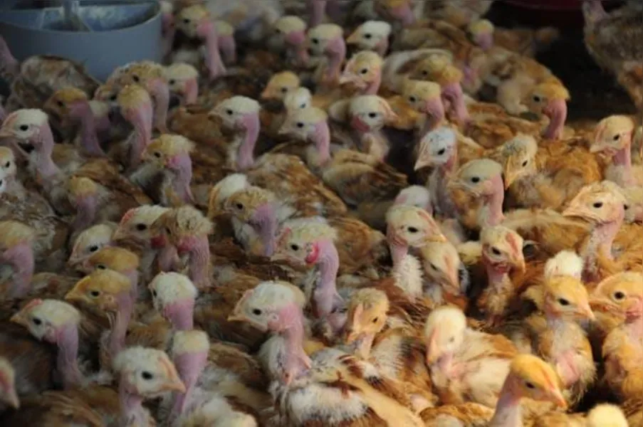 Apostando na produção de frango caipira