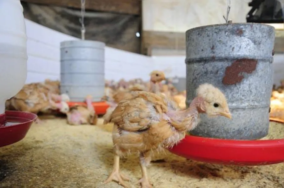 Apostando na produção de frango caipira
