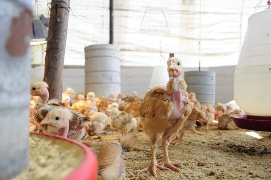 Apostando na produção de frango caipira