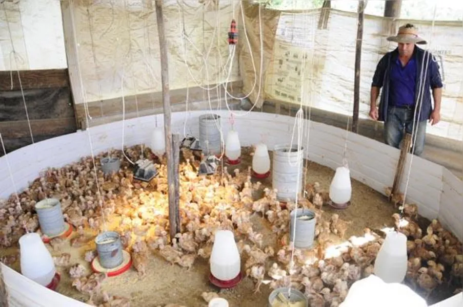 Apostando na produção de frango caipira