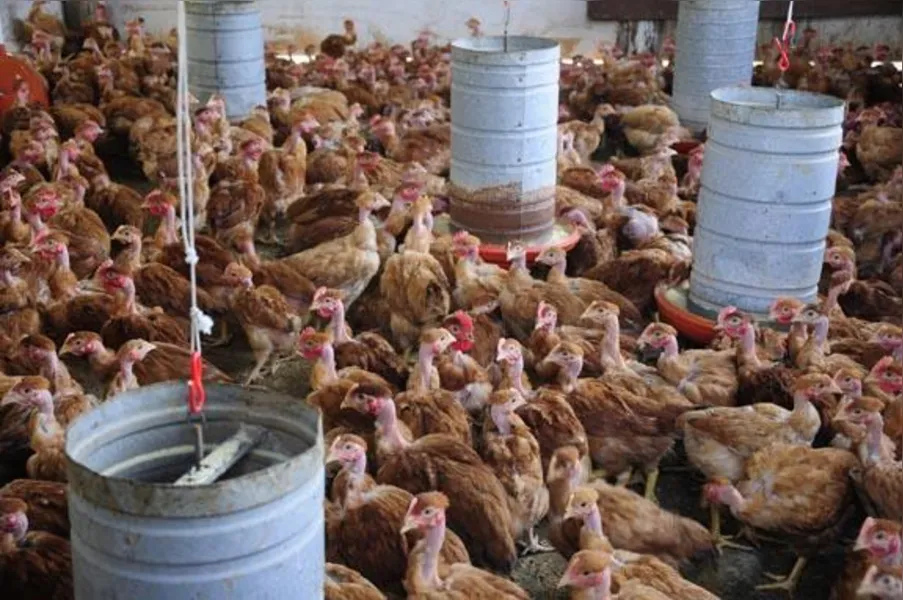 Apostando na produção de frango caipira