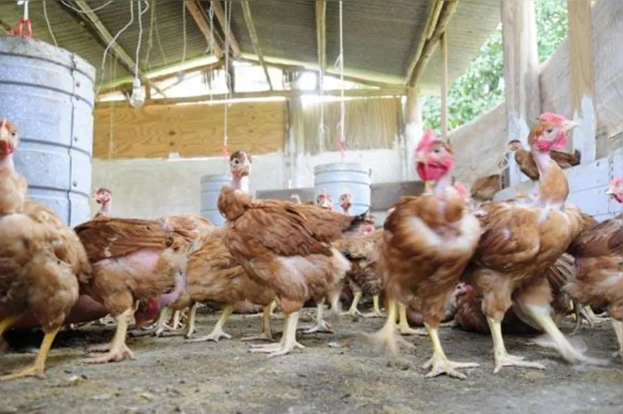 Apostando na produção de frango caipira