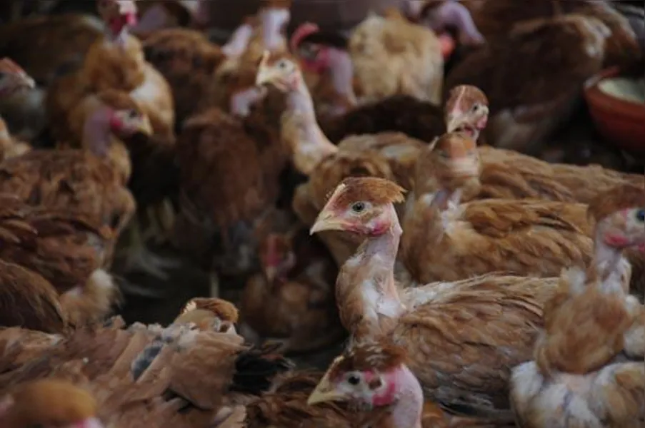 Apostando na produção de frango caipira