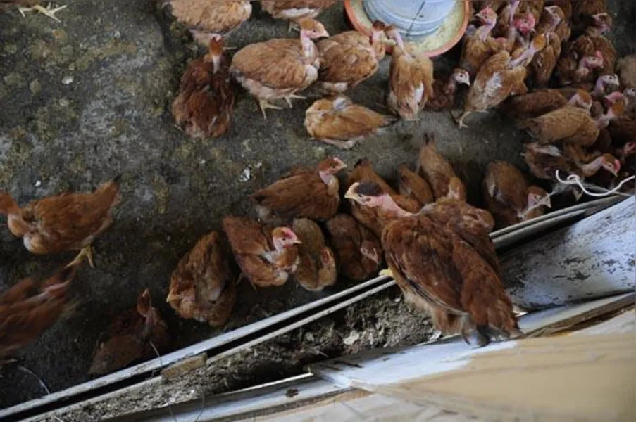 Apostando na produção de frango caipira