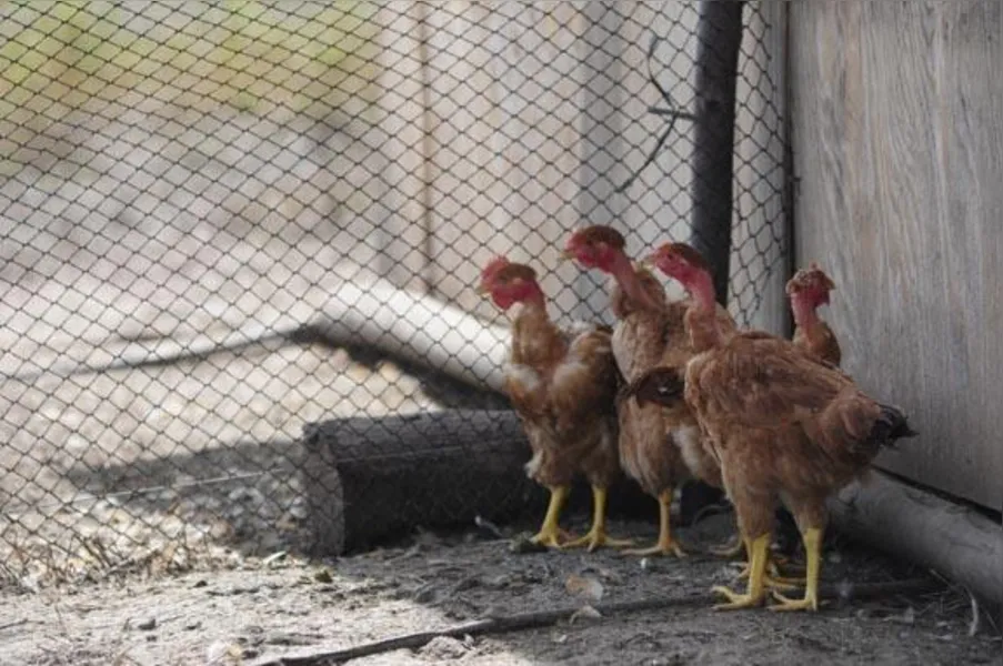 Apostando na produção de frango caipira