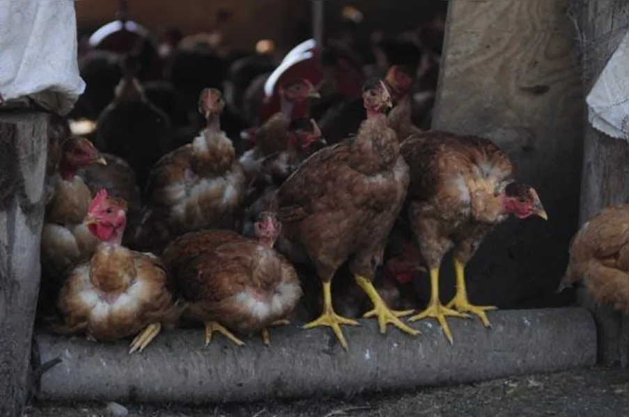 Apostando na produção de frango caipira