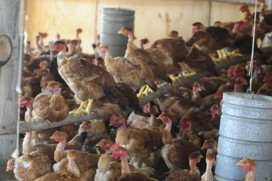 Apostando na produção de frango caipira