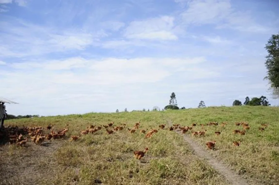 Apostando na produção de frango caipira