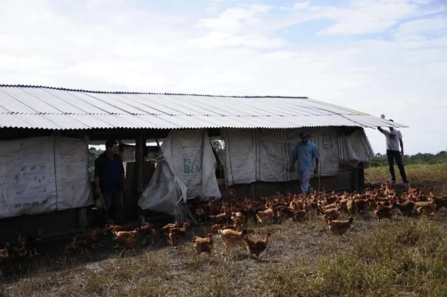 Apostando na produção de frango caipira