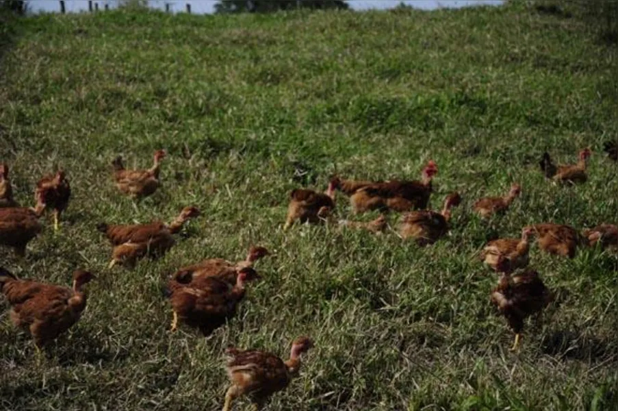 Apostando na produção de frango caipira