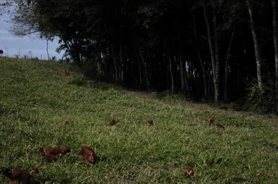 Apostando na produção de frango caipira
