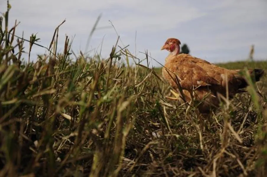 Apostando na produção de frango caipira