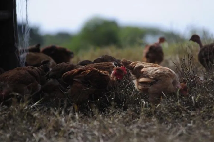 Apostando na produção de frango caipira