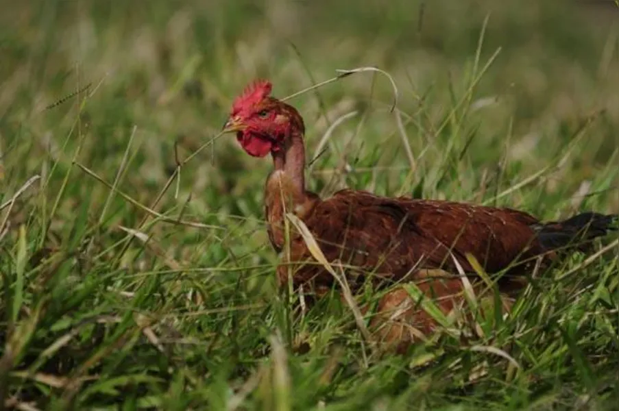 Apostando na produção de frango caipira