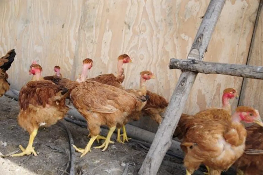 Apostando na produção de frango caipira