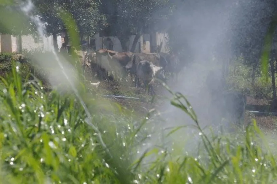 O potencial do leite na agricultura familiar