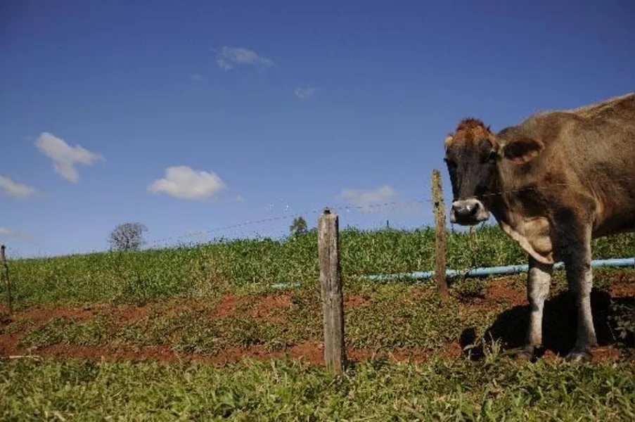 O potencial do leite na agricultura familiar