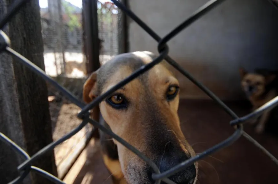 Castração de cães e gatos será gratuita para família de baixa renda