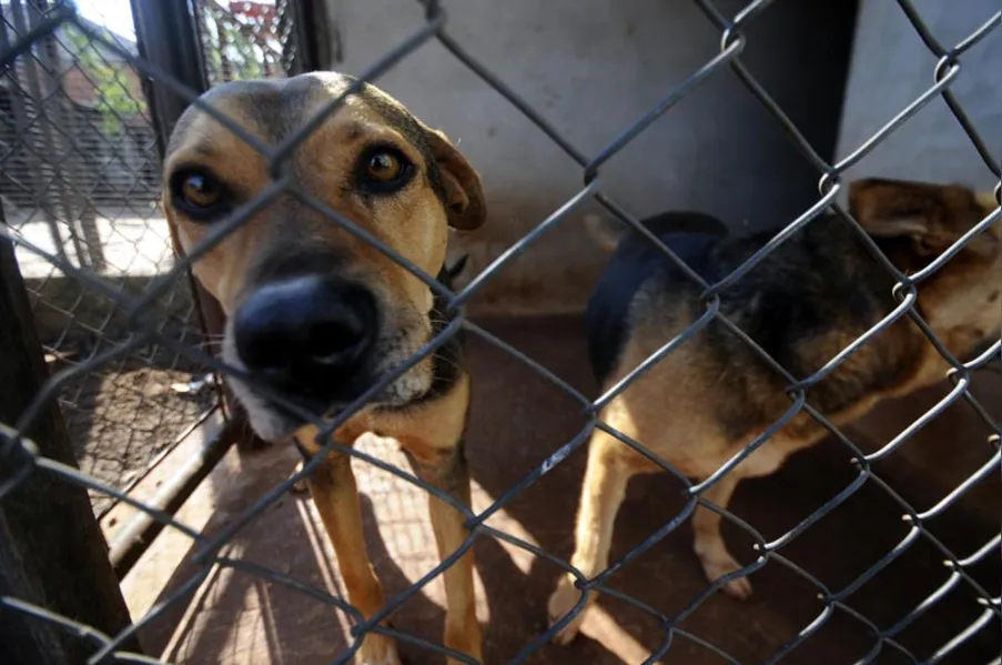 Castração de cães e gatos será gratuita para família de baixa renda