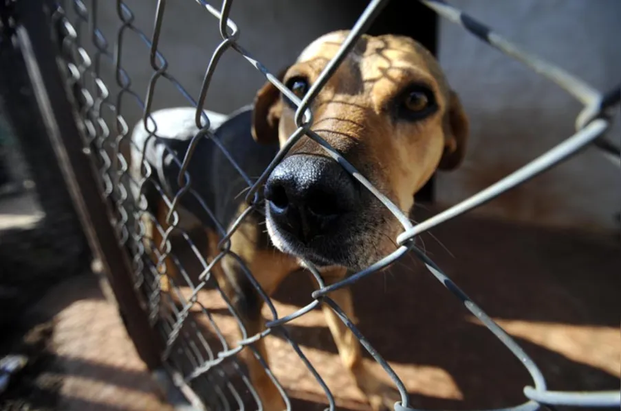 Castração de cães e gatos será gratuita para família de baixa renda