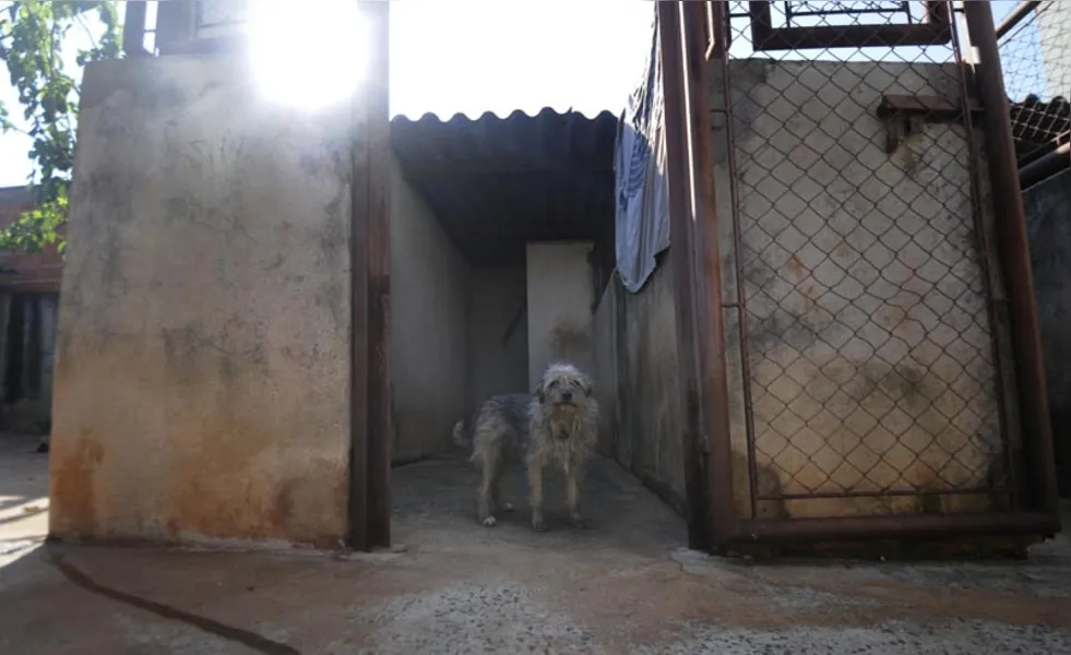 Castração de cães e gatos será gratuita para família de baixa renda