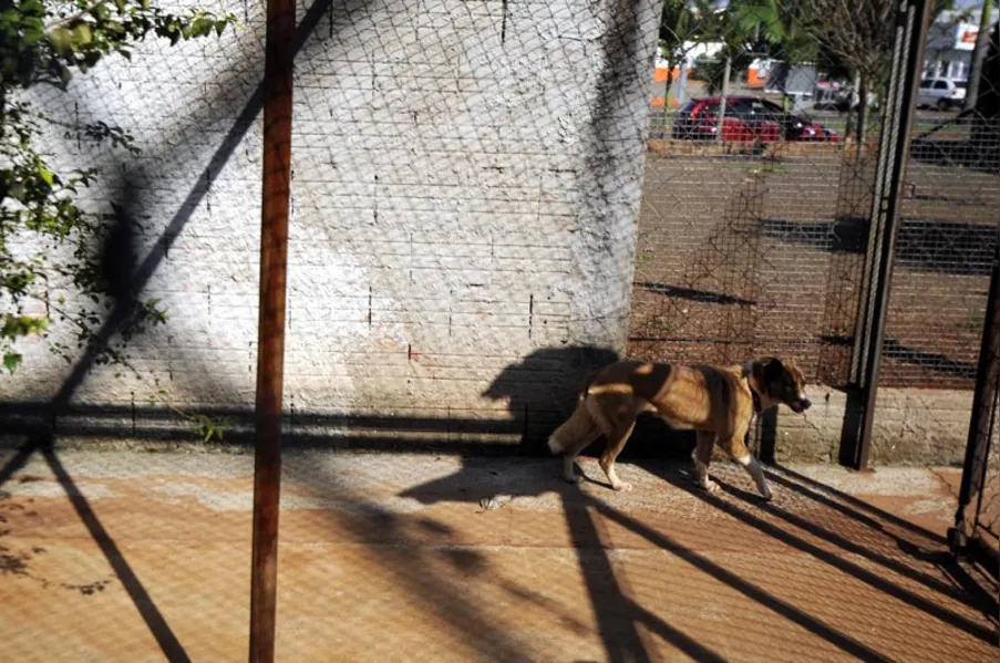 Castração de cães e gatos será gratuita para família de baixa renda