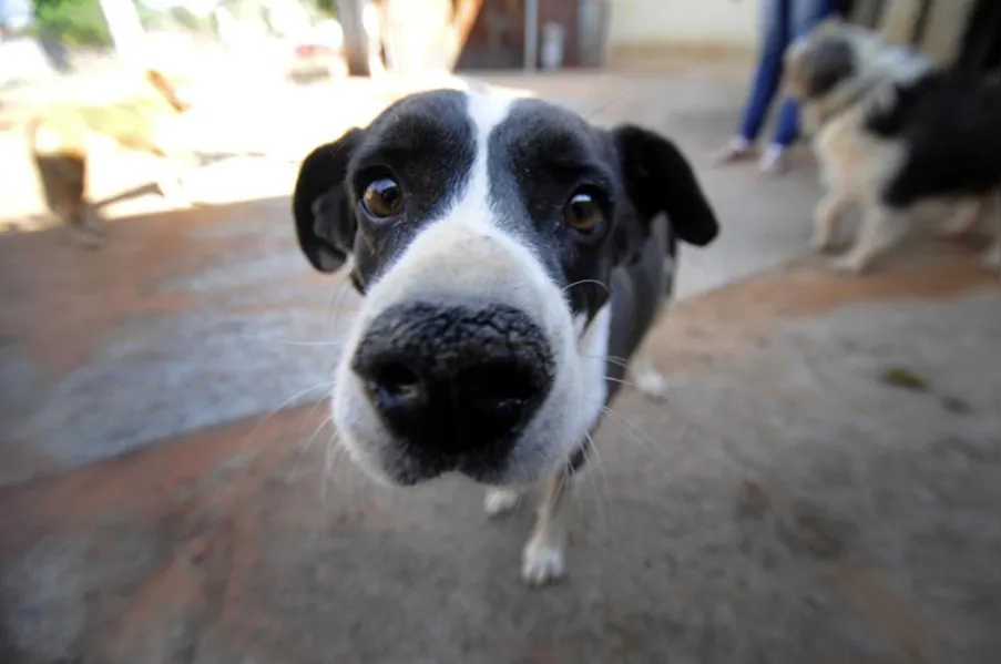 Castração de cães e gatos será gratuita para família de baixa renda