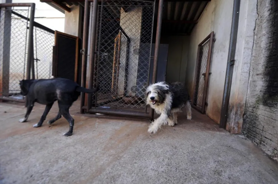 Castração de cães e gatos será gratuita para família de baixa renda