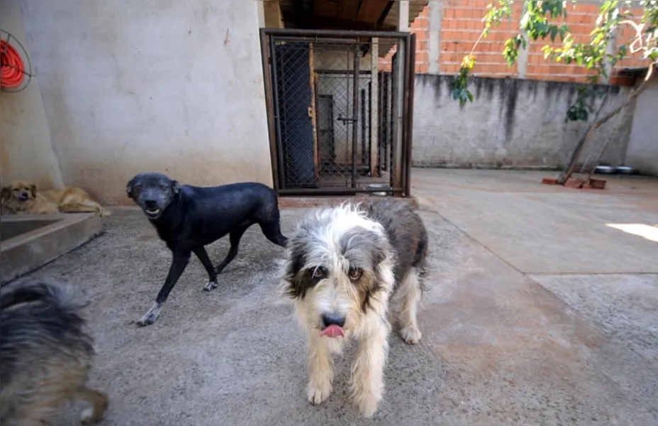 Castração de cães e gatos será gratuita para família de baixa renda