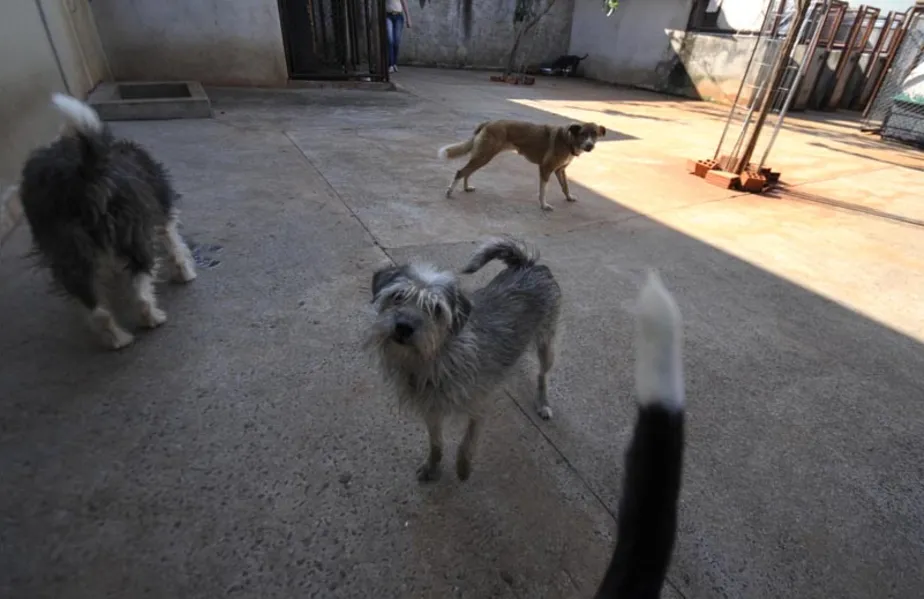 Castração de cães e gatos será gratuita para família de baixa renda
